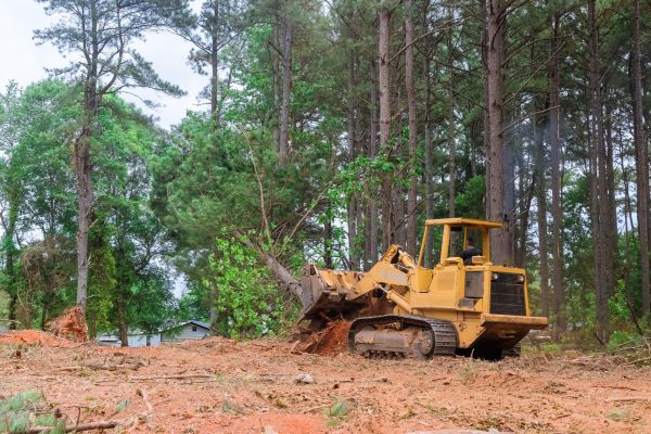 Forestry Clearing in Carson City