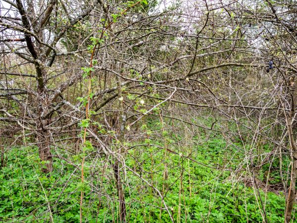 Underbrush Clearing in Carson City